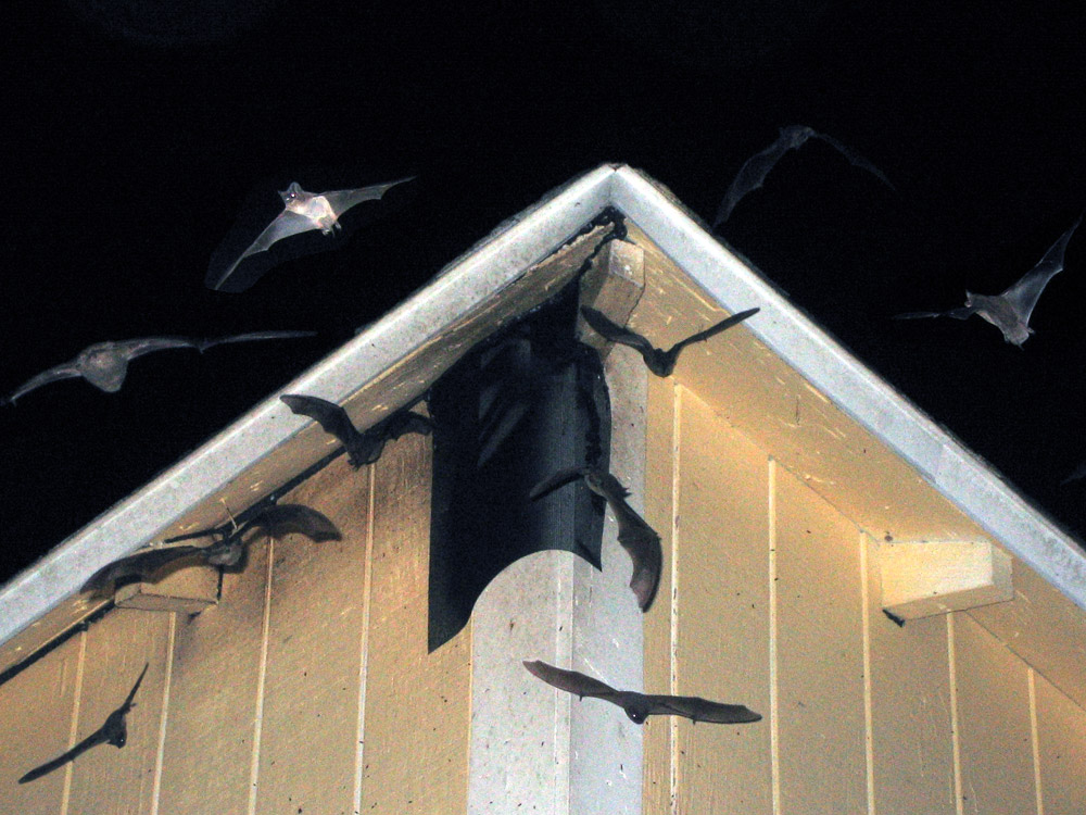 Tampa Bat Control - Removal of Bats in Clearwater, Saint Petersburg FL
