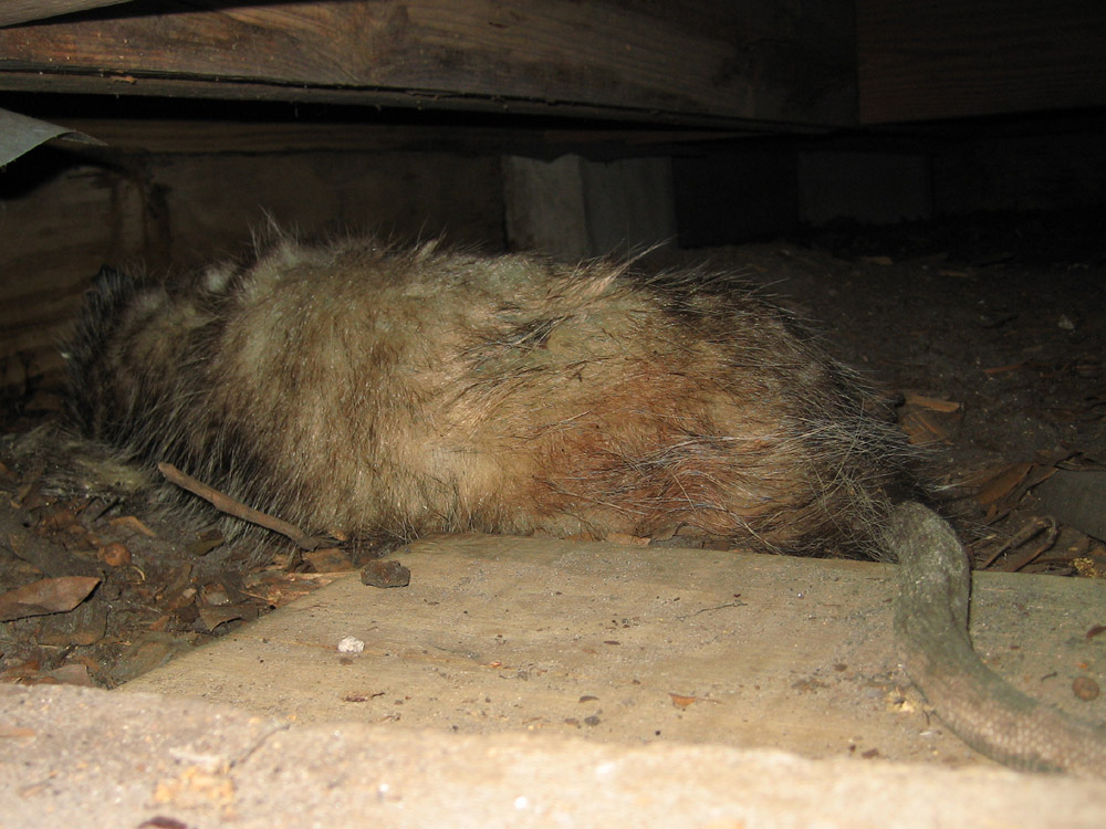Dead Animal Photograph A Common Sight A Dead Opossum Under A House