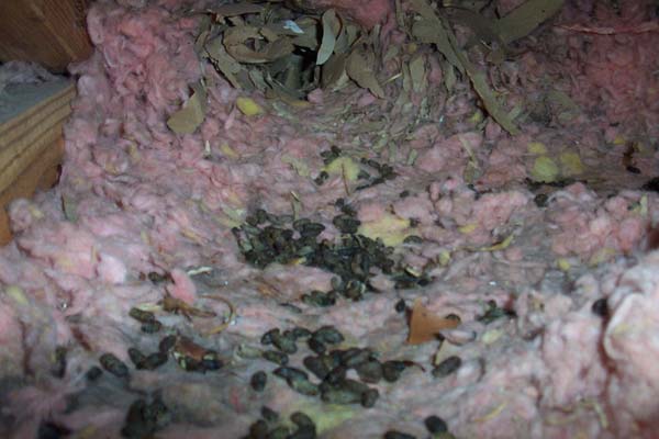 Rodent Damage  Rats and Squirrels Chew on Wires in Attics